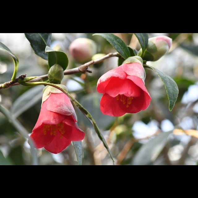 きものやメイン4